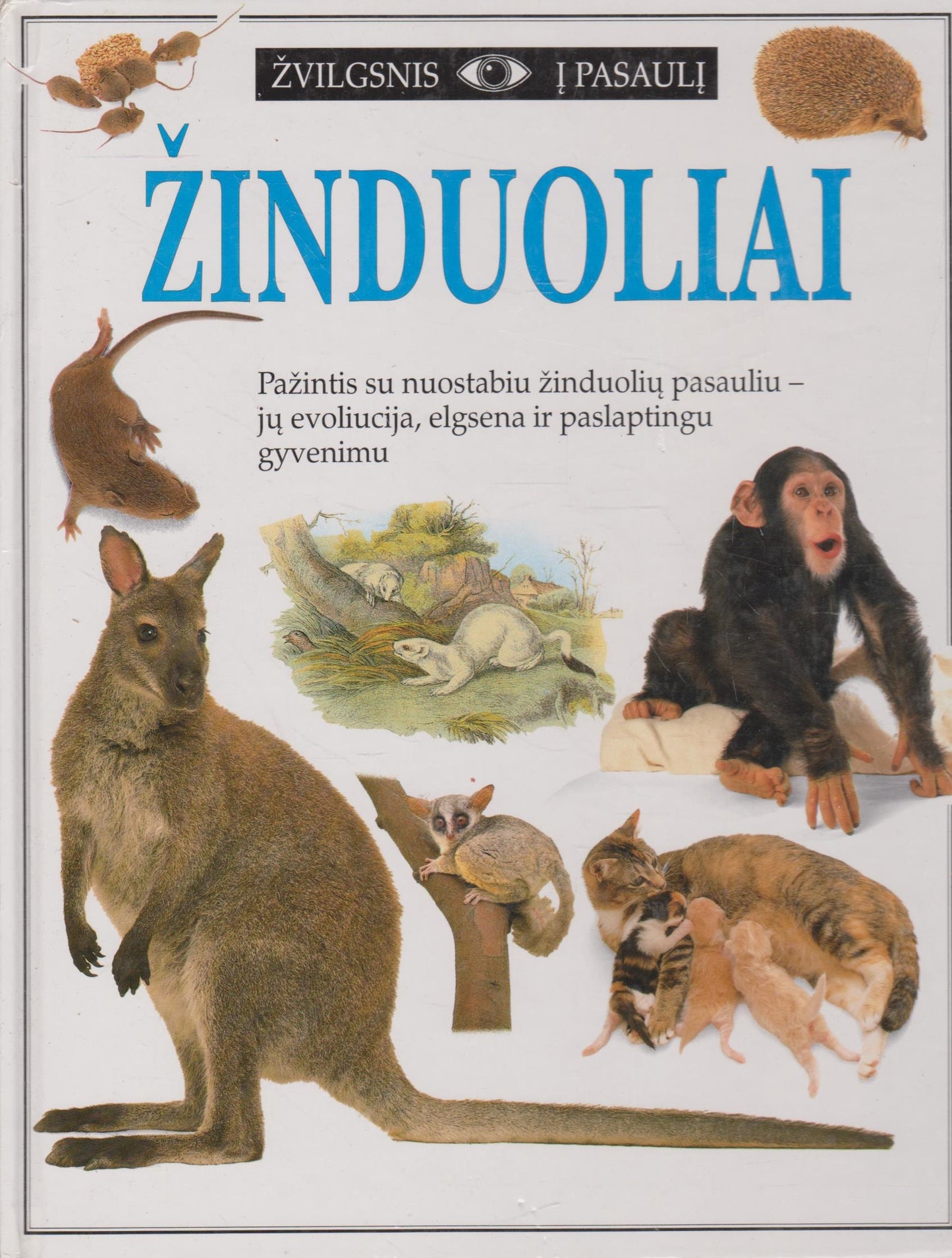 Žinduoliai