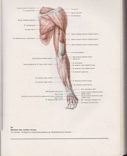 Atlas der Anatomie des Menschen (žmogaus anatomijos atlasas)