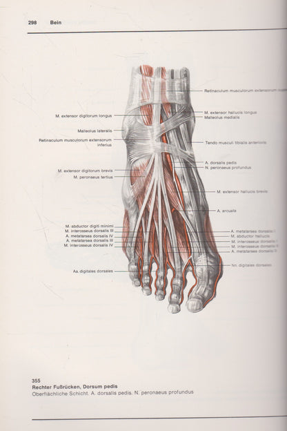 Atlas der Anatomie des Menschen (žmogaus anatomijos atlasas)